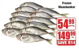 Boxer Frozen Maasbanker offer