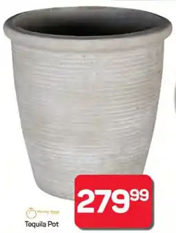 Pick n Pay Penny Rose Tequila Pot offer