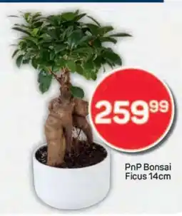 Pick n Pay PnP Bonsai Ficus 14cm offer