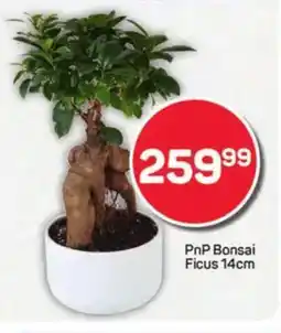 Pick n Pay PnP Bonsai Ficus offer