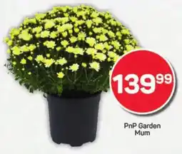 Pick n Pay PnP Garden Mum offer