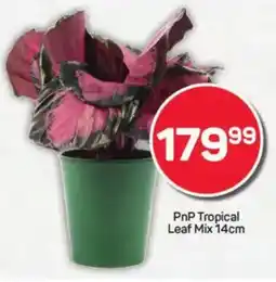 Pick n Pay PnP Tropical Leaf Mix offer
