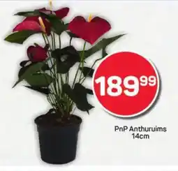 Pick n Pay PnP Anthuruims offer