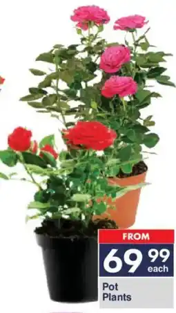 President Hyper Pot Plants offer