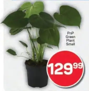 Pick n Pay PnP Green Plant Small offer