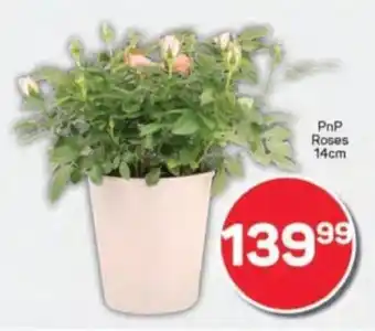 Pick n Pay PnP Roses offer