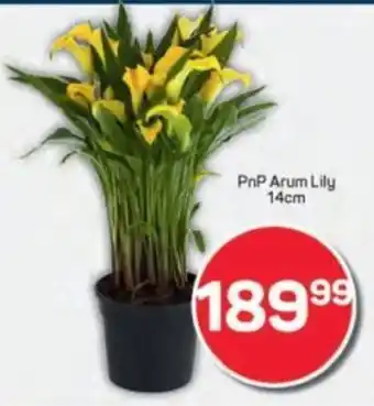 Pick n Pay PnP Arum Lily offer