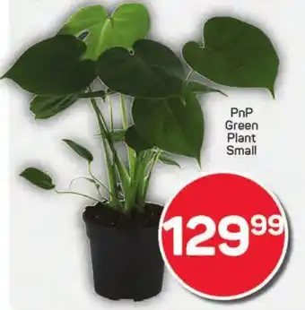 Pick n Pay Hypermarket PnP Green Plant Small offer