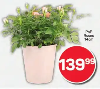 Pick n Pay Hypermarket PnP Roses offer