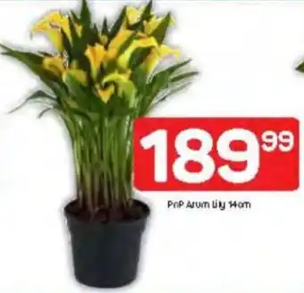 Pick n Pay PnP Arum Lily offer