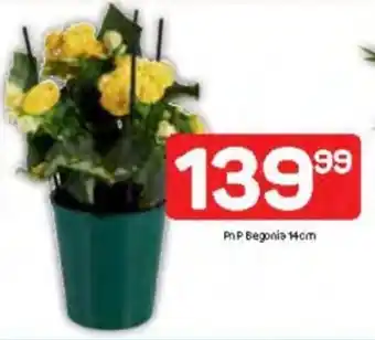 Pick n Pay PnP Begonia offer