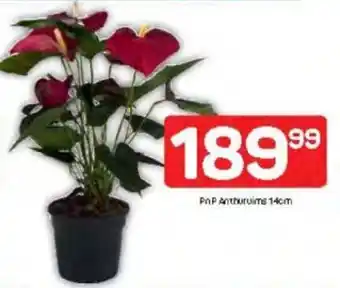 Pick n Pay PnP Anthuruims offer