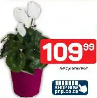 Pick n Pay PnP Cyclamen offer