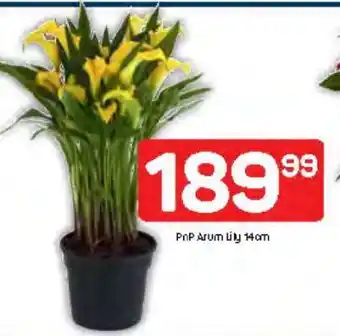 Pick n Pay PnP Arum Lily 14cm offer