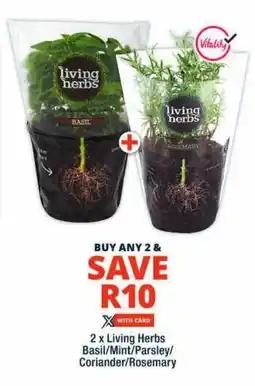 Checkers Living Herbs Basil/ Mint/ Parsley/ Coriander/ Rosemary offer