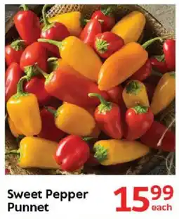 Oxford Freshmarket Sweet Pepper Punnet offer