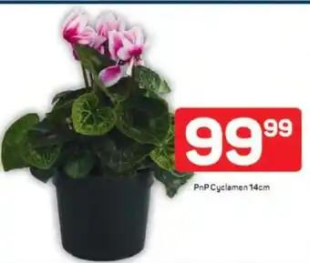 Pick n Pay PnP Cyclamen 14cm offer