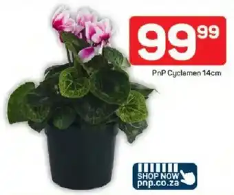 Pick n Pay PnP Cyclamen offer