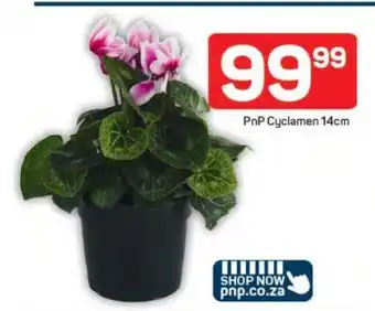 Pick n Pay PnP Cyclamen 14cm offer