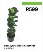 Leroy Merlin Ficus Lyrata Plant In 30cm Pot 81464562 offer