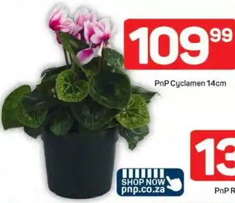 Pick n Pay PnP Cyclamen offer