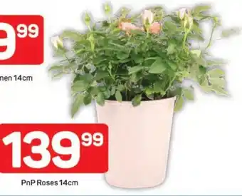 Pick n Pay PnP Roses offer
