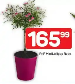 Pick n Pay PnP Mini Lollipop Rose offer