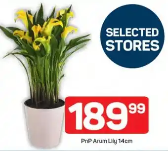 Pick n Pay PnP Arum Lily offer