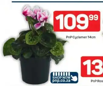 Pick n Pay PnP Cyclamen 14cm offer