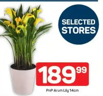 Pick n Pay PnP Arum Lily 14cm offer