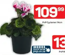 Pick n Pay Hypermarket PnP Cyclamen offer
