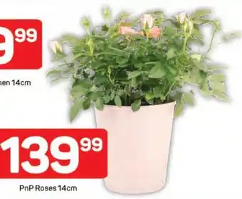 Pick n Pay Hypermarket PnP Roses offer