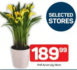 Pick n Pay Hypermarket PnP Arum Lily offer