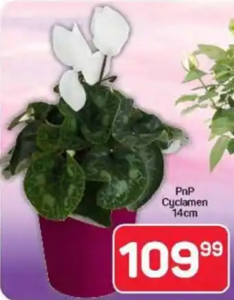 Pick n Pay Hypermarket PnP Cyclamen offer