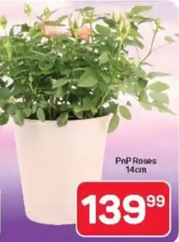 Pick n Pay Hypermarket PnP Roses offer