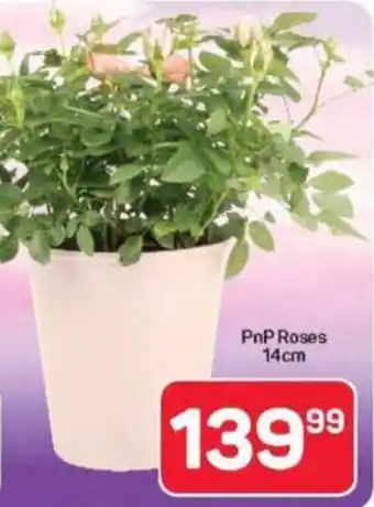 Pick n Pay Hypermarket PnP Roses offer