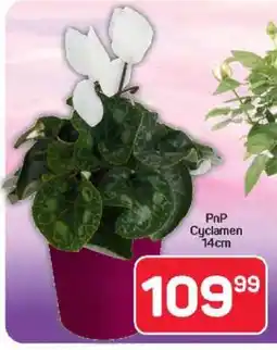 Pick n Pay Hypermarket PnP Cyclamen 14cm offer