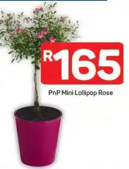 Pick n Pay PnP Mini Lollipop Rose offer