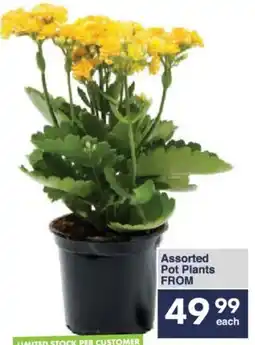 President Hyper Assorted Pot Plants offer
