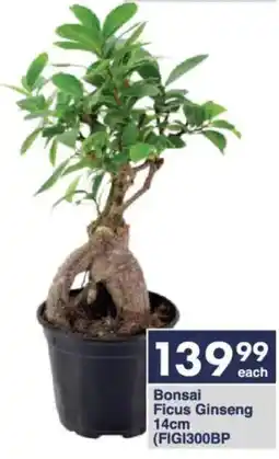 President Hyper Bonsai Ficus Ginseng offer