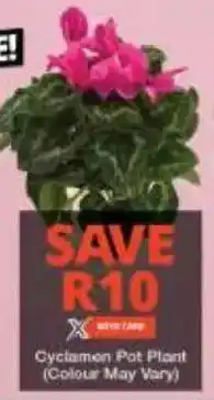 Checkers Cyclamen Pot Plant offer
