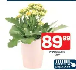 Pick n Pay PnP Calandiva 12cm offer
