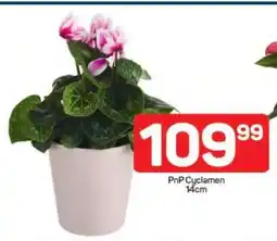 Pick n Pay PnP Cyclamen 14cm offer