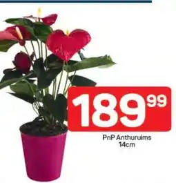 Pick n Pay PnP Anthuruims 14cm offer