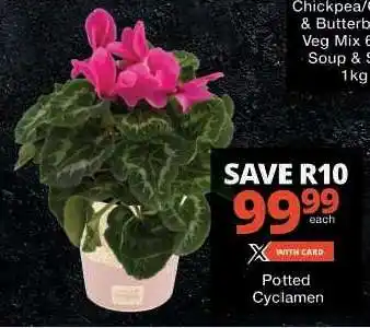 Checkers Potted Cyclamen offer