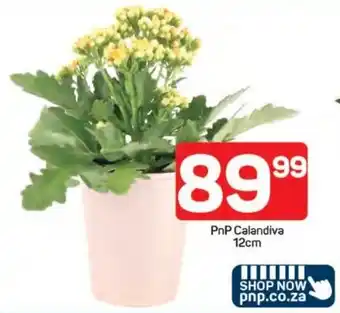 Pick n Pay Hypermarket PnP Calandiva offer