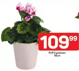 Pick n Pay Hypermarket PnP Cyclamen offer