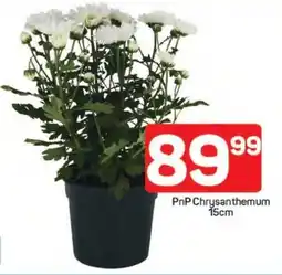 Pick n Pay Hypermarket PnP Chrysanthemum offer