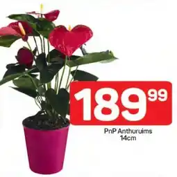 Pick n Pay Hypermarket PnP Anthuruims offer
