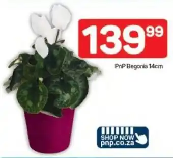 Pick n Pay PnP Begonia offer